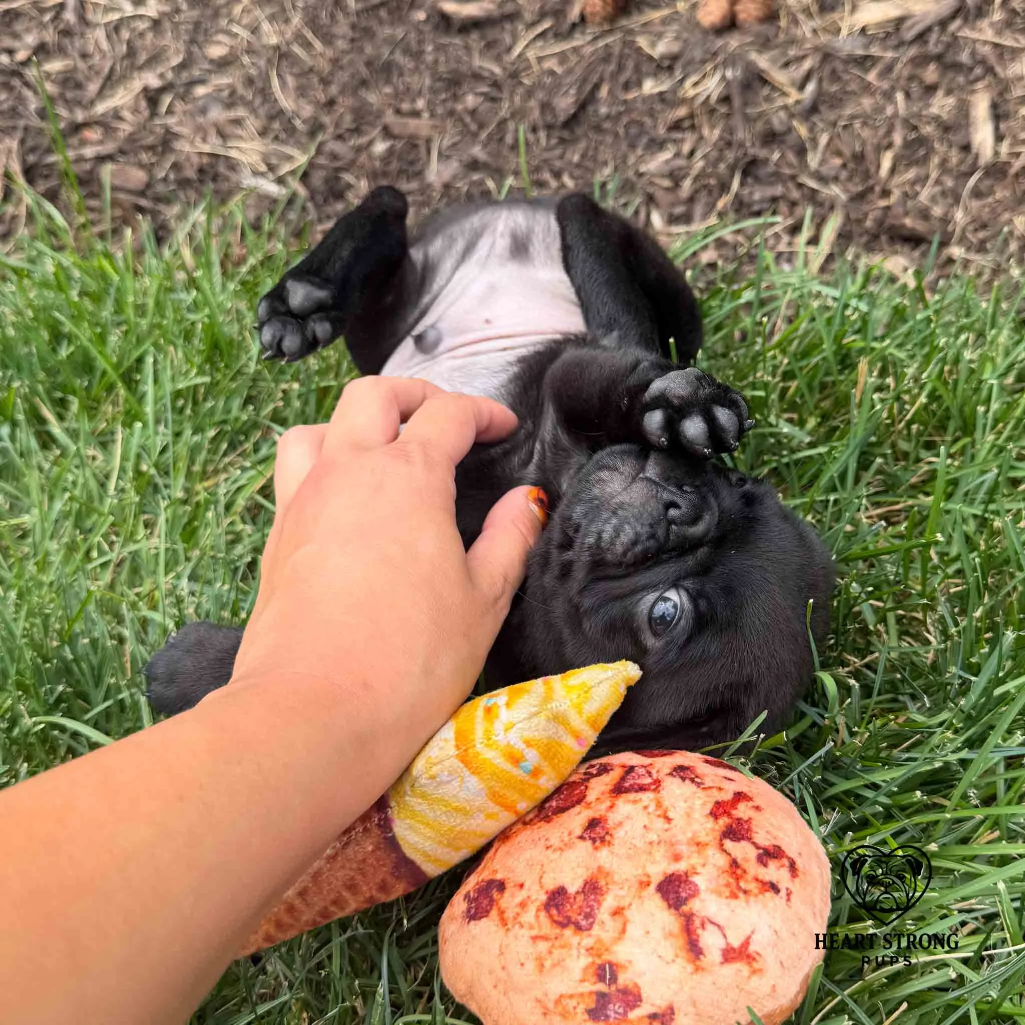 Pug puppy laying on back in the yard getting a belly rub with chew toys by his head.