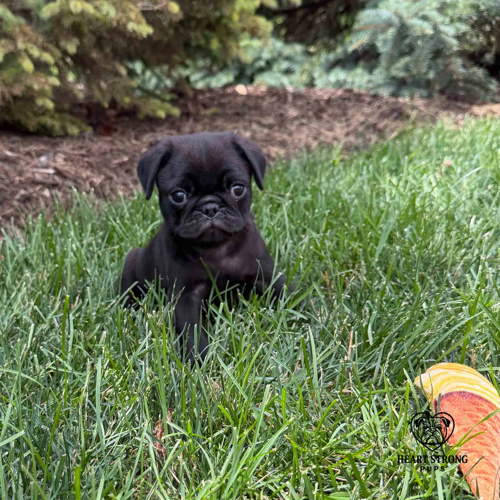 Pug puppy giving the perfect pose sitting in the grass