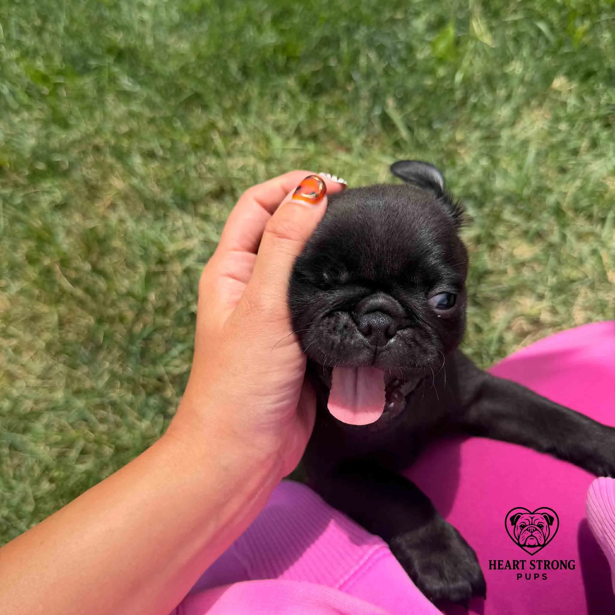 Pug puppy loving the head scratch and has tongue hanging out