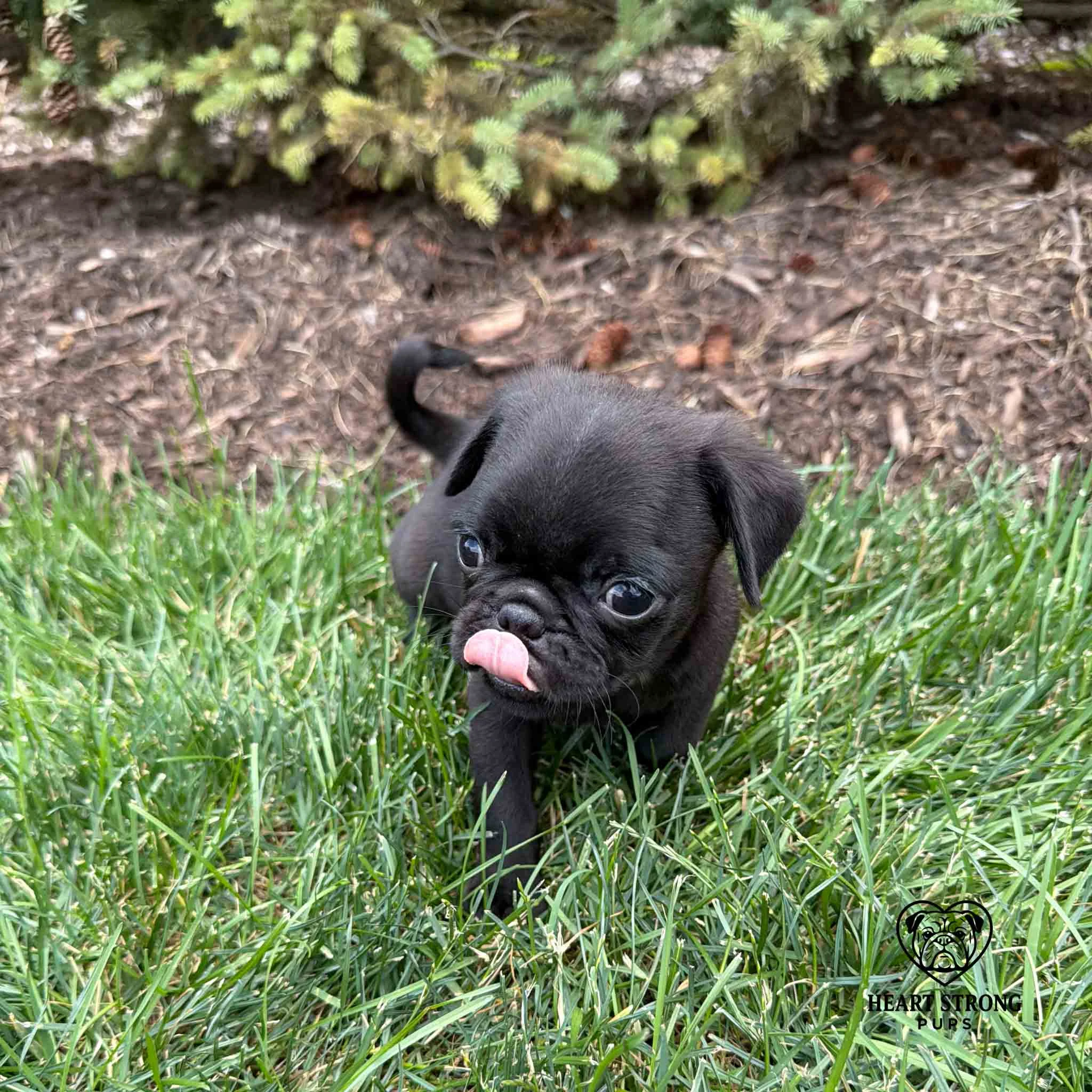 Pug puppy with little red tongue sticking out and has the cute curl in its tail