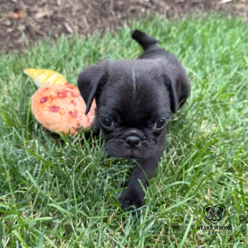 Pug Puppy with a little white line on its head running in the grass!
