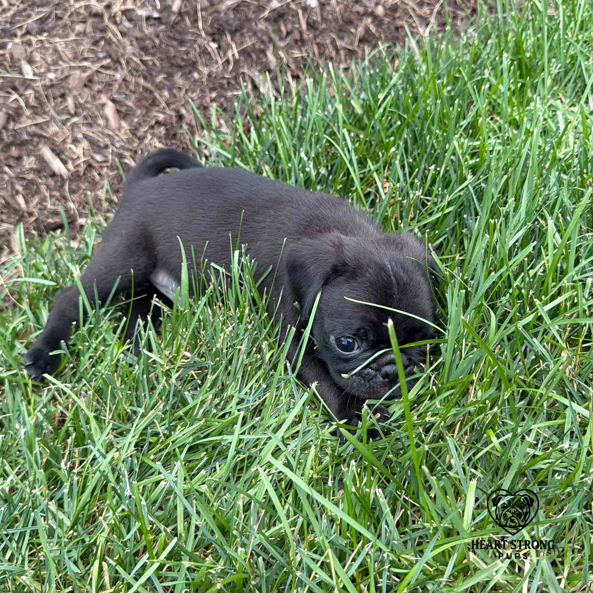 Pug puppy trying to hide in the grass