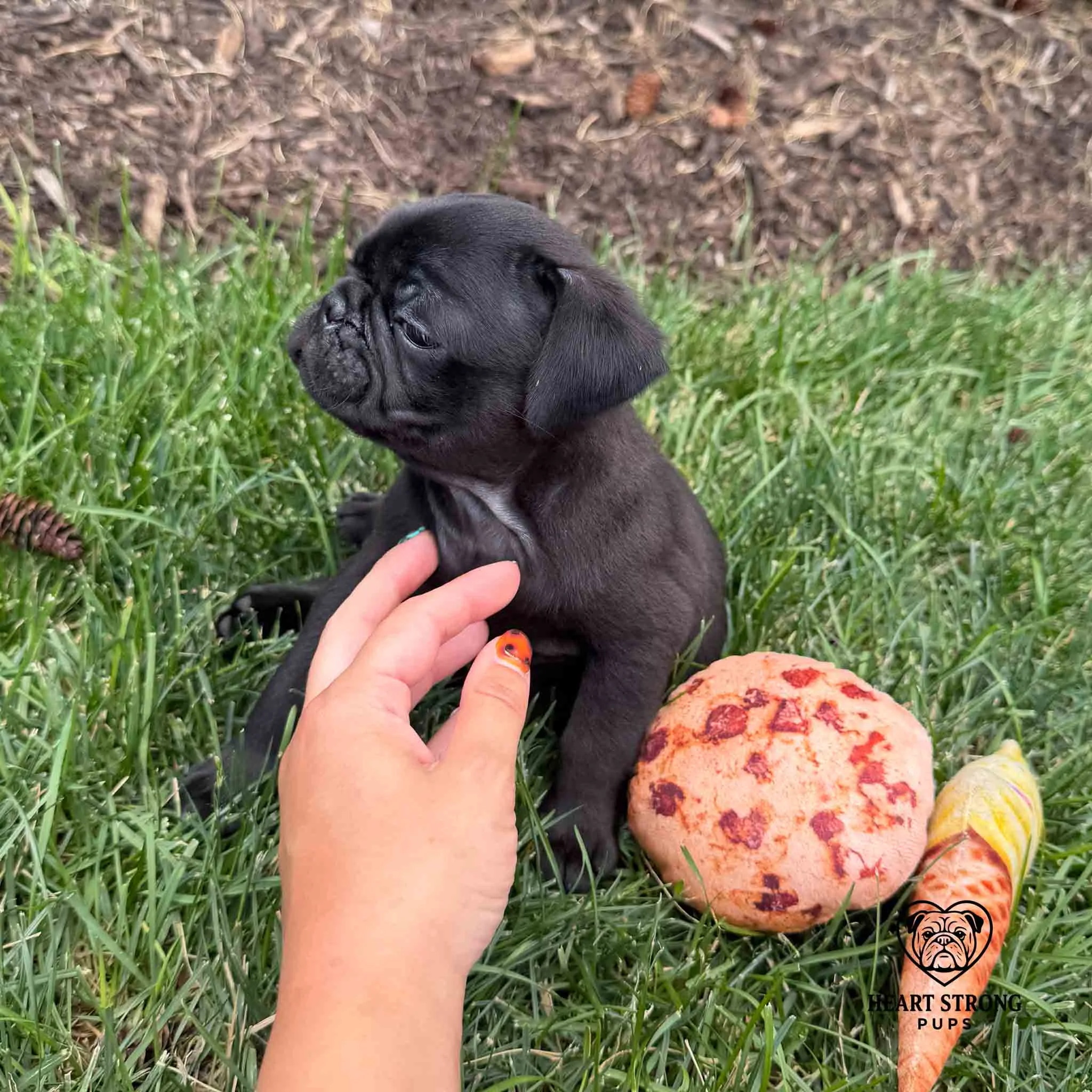 Pug pup giving some attitude sitting next to his toys.