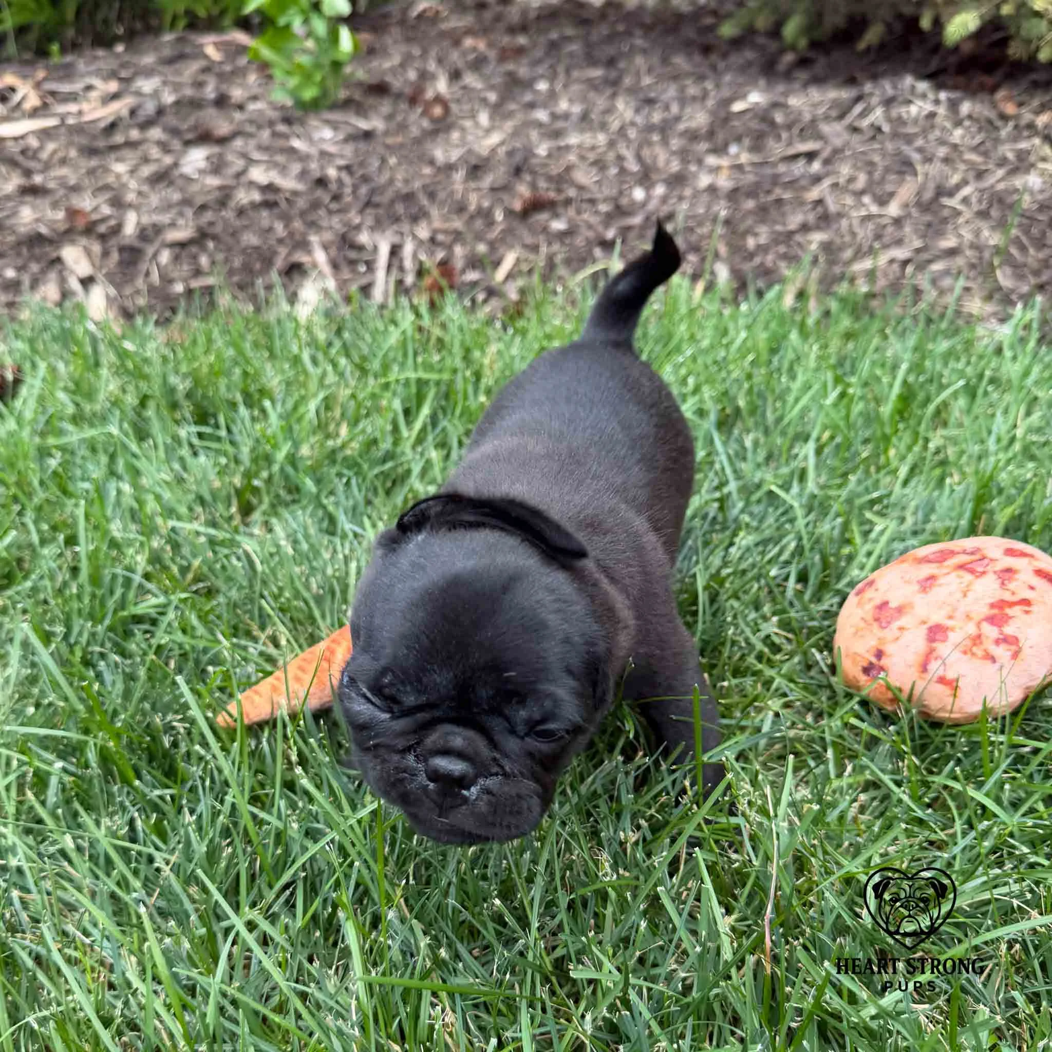 Pug pup with 1 ear flipped over and one eye squinted.