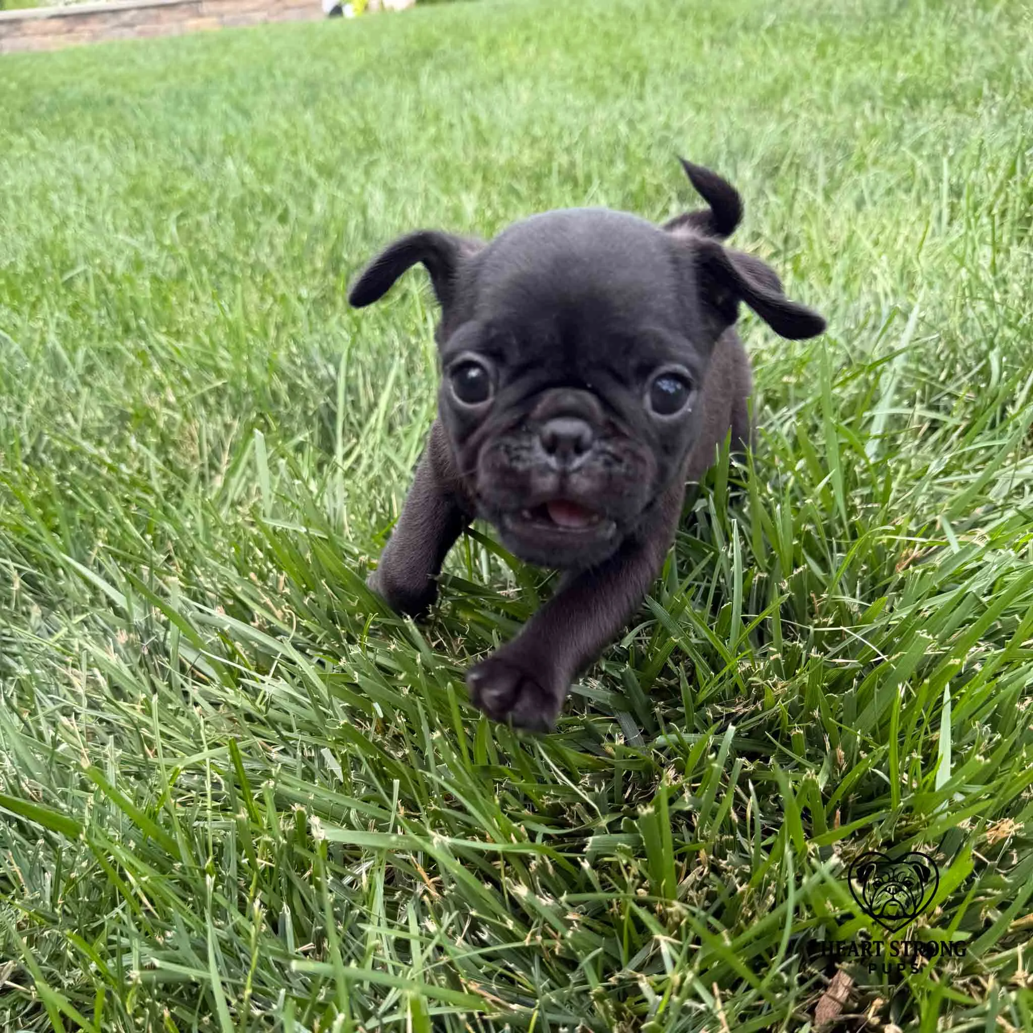 black Pug puppy making a run