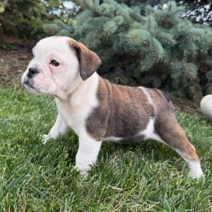 Mini english bulldog standing in the grass