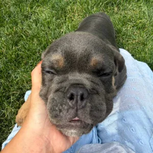 Owner holding his English Bulldog puppy's face in one hand