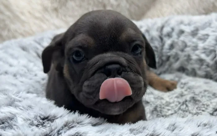 Black mini English bulldog puppy in his dog bed, with his tongue out