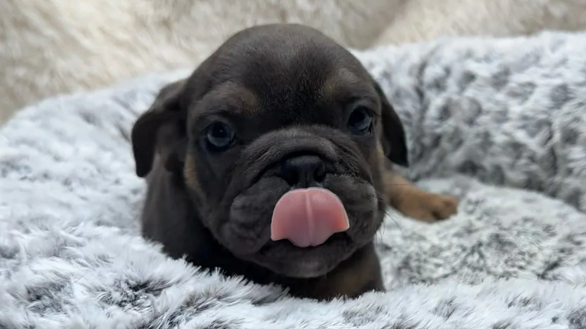 Black mini English bulldog puppy in his dog bed, with his tongue out