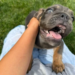 English Bulldog puppy going up to owner with his mouth open
