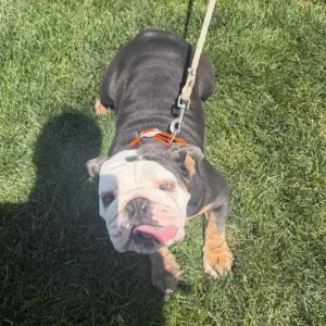 Healthy English Bulldog playing in the grass while owner is wondering what is the lifespan of an English Bulldog