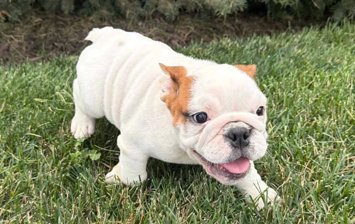 English Bulldog puppy running in the grass