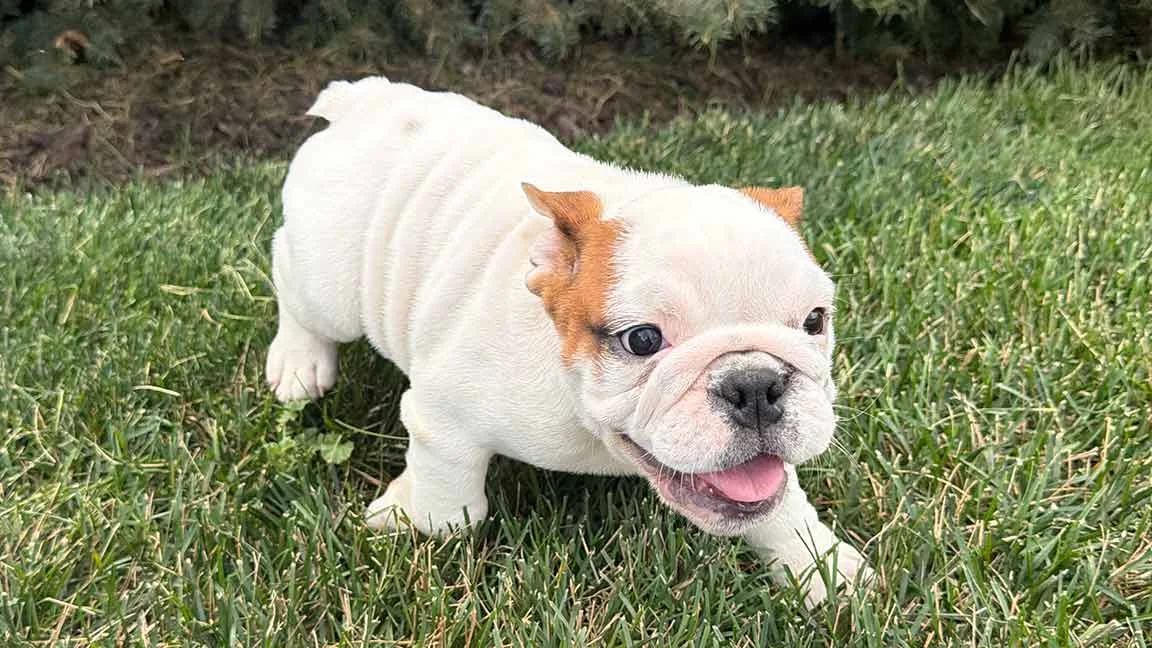 English Bulldog puppy running in the grass