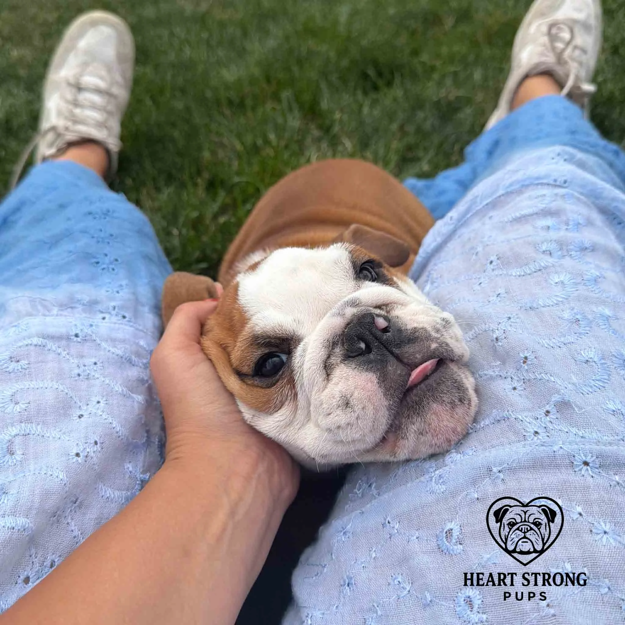 Fawn and white English Bulldog resting head on lap