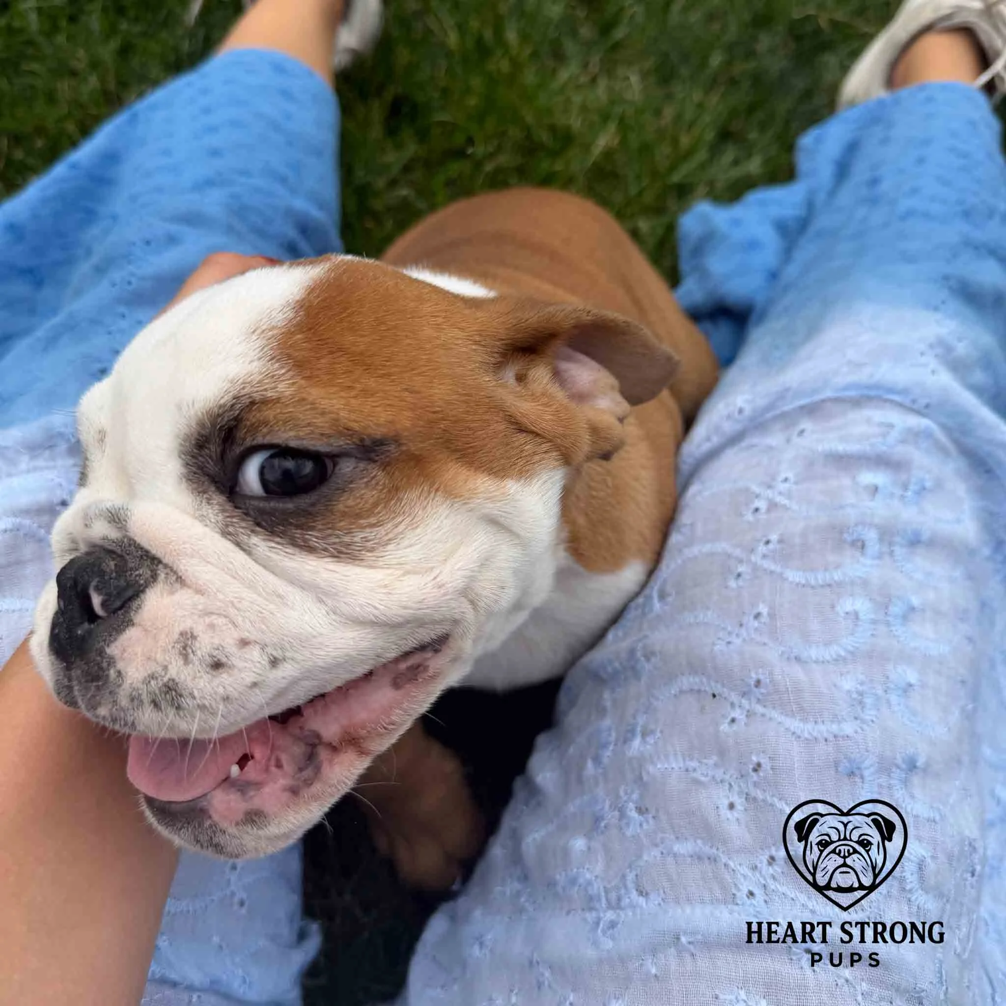 Fawn and white English Bulldog puppy giving a smile while being petted