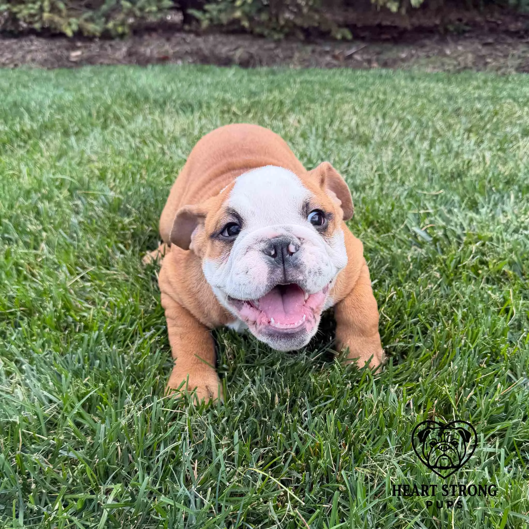Fawn colored English Bulldog pup laying in grass