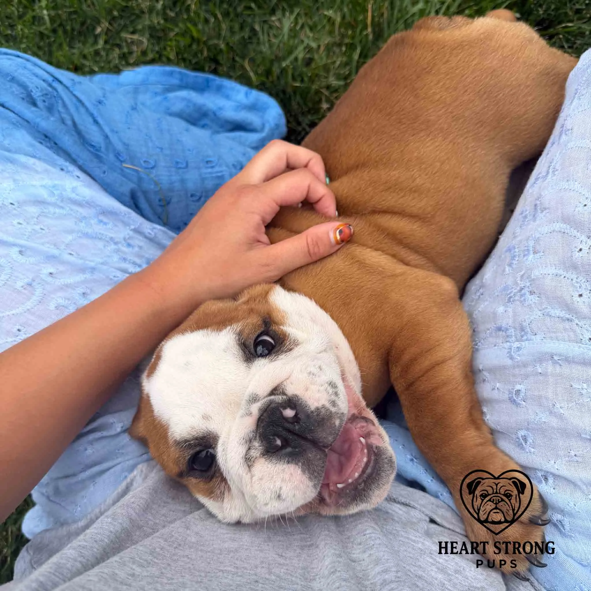 Fawn colored English Bulldog laying in lap and loving the back scratches