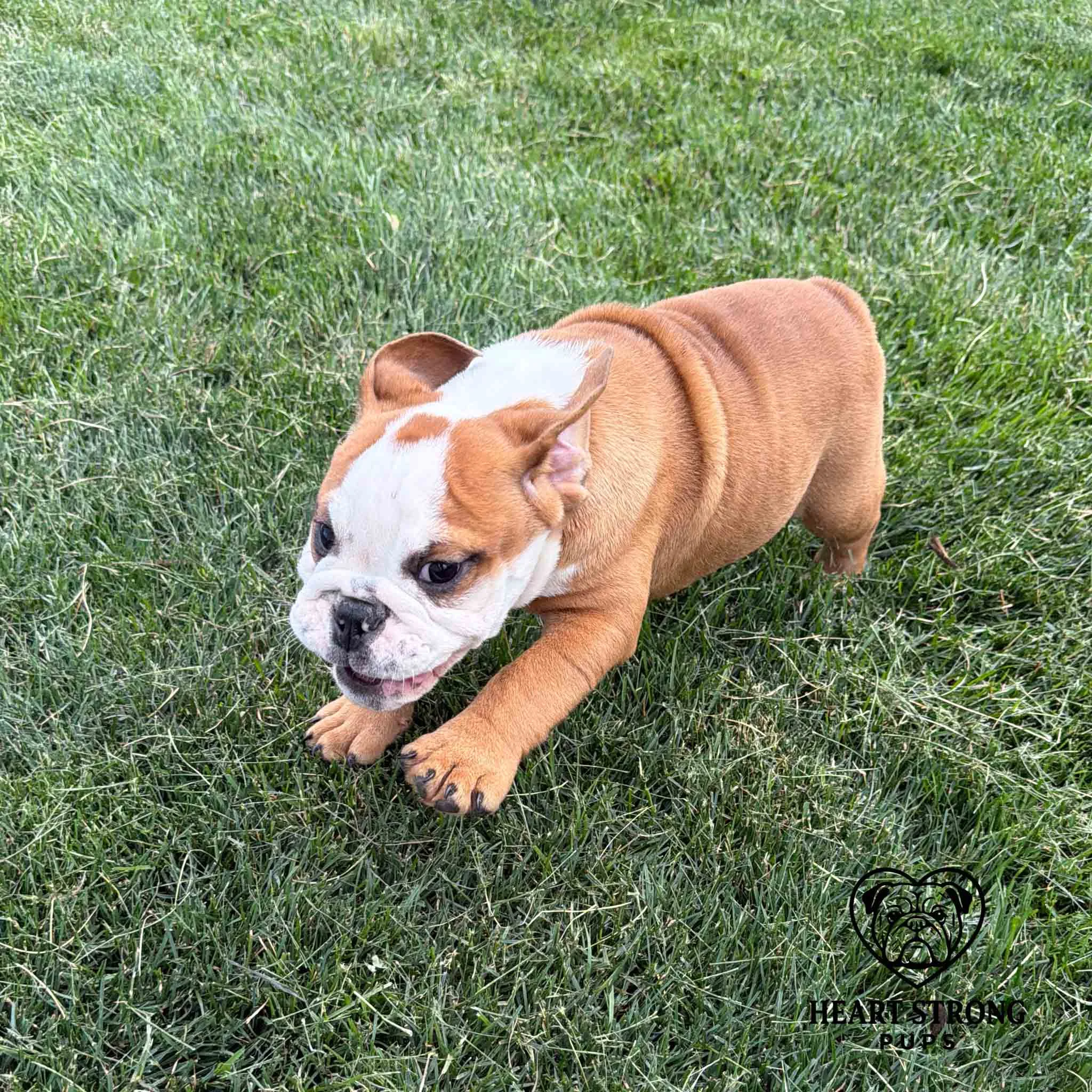 English Bulldog running fast through the yard with ears flying back