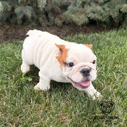 mostly white English Bulldog playing in the green grass