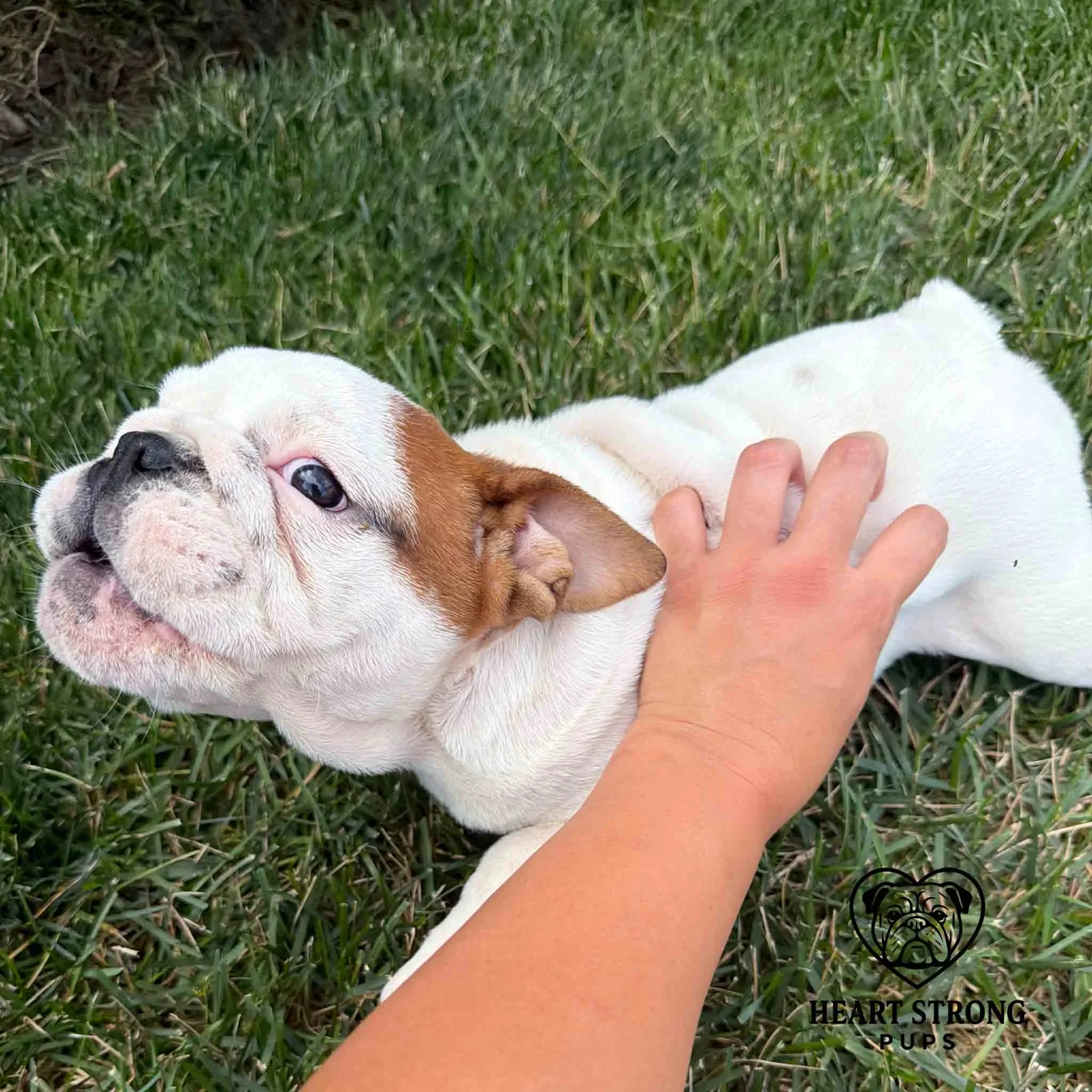 English Bulldog getting on the pets while laying in the grass