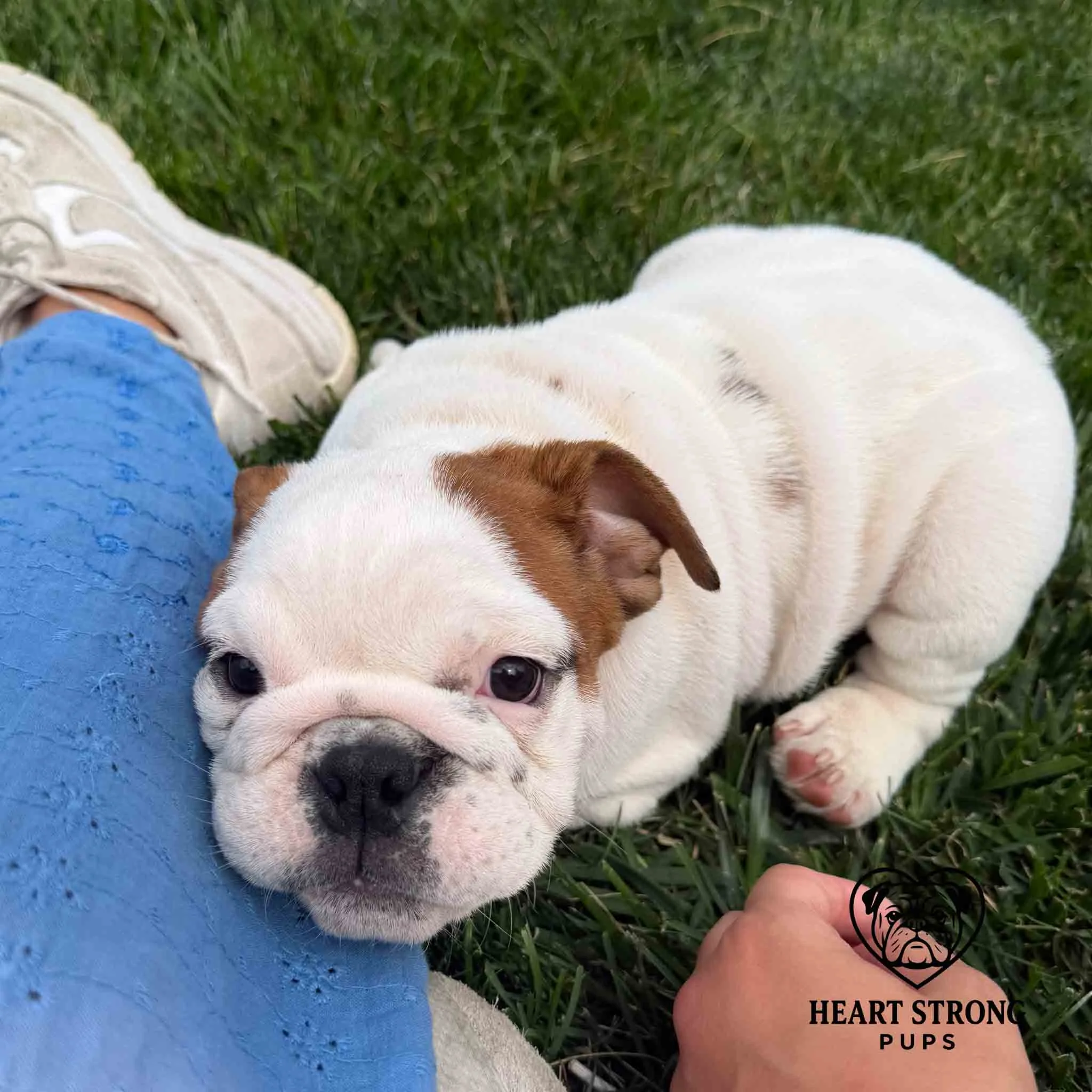fawn and white English Bulldog puppy laying on grass and resting head on the human leg