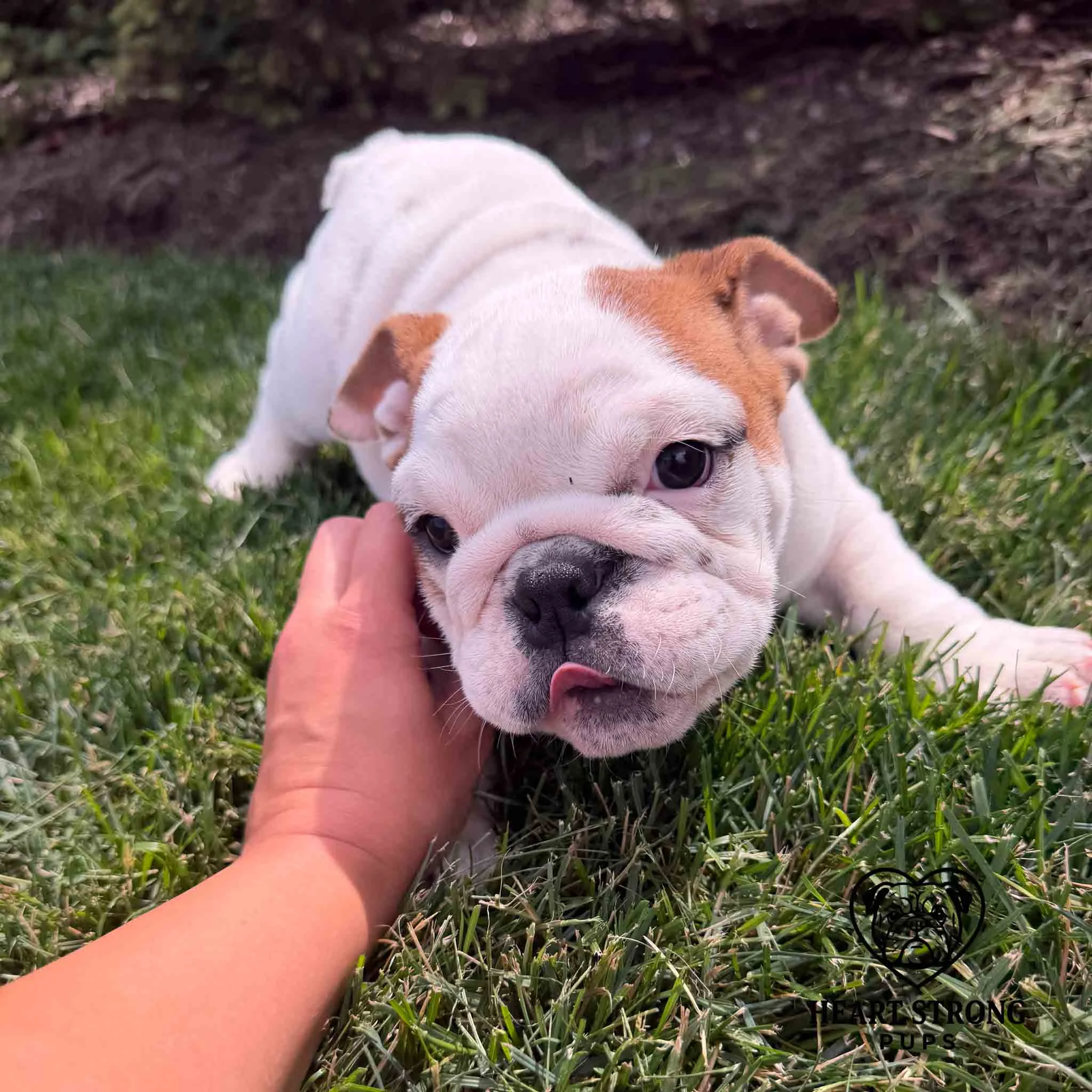 White English Bulldog with fawn colored ears laying in the grass