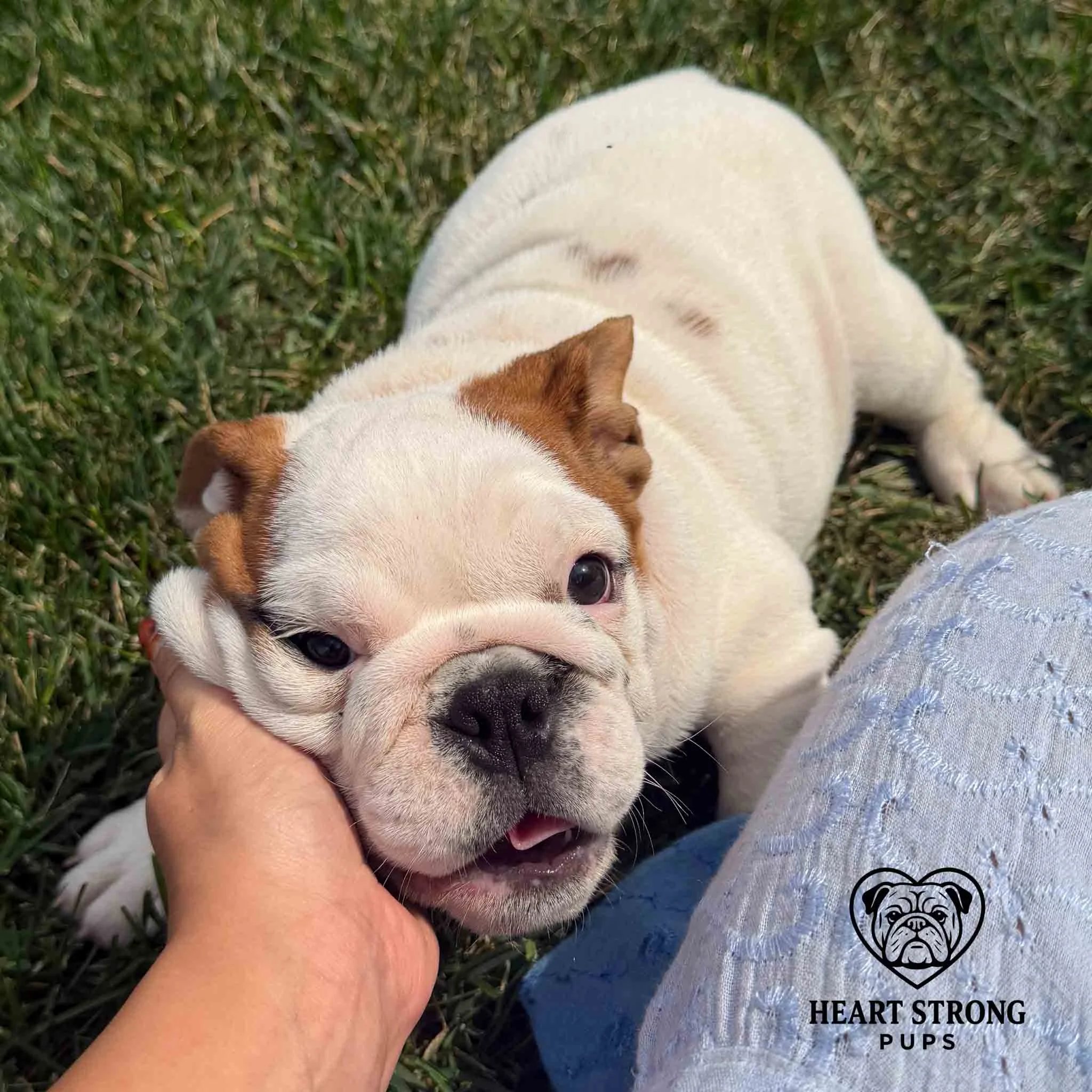 mostly white English Bulldog getting a head scratch