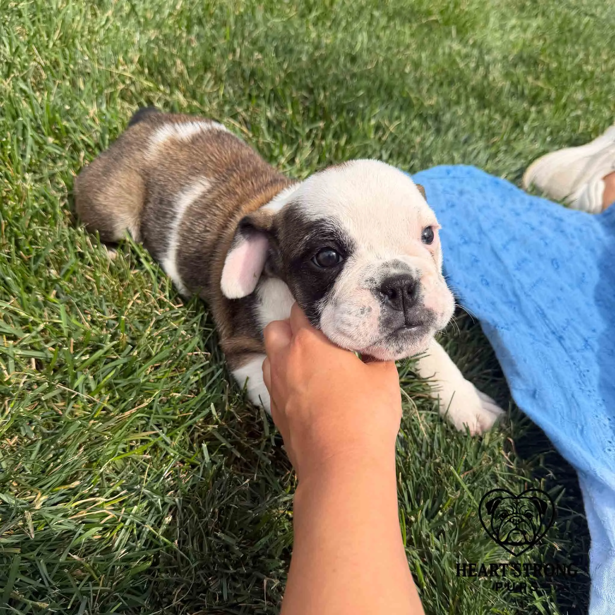 Mercy the English Bulldog laying in the grass getting a little head scratch