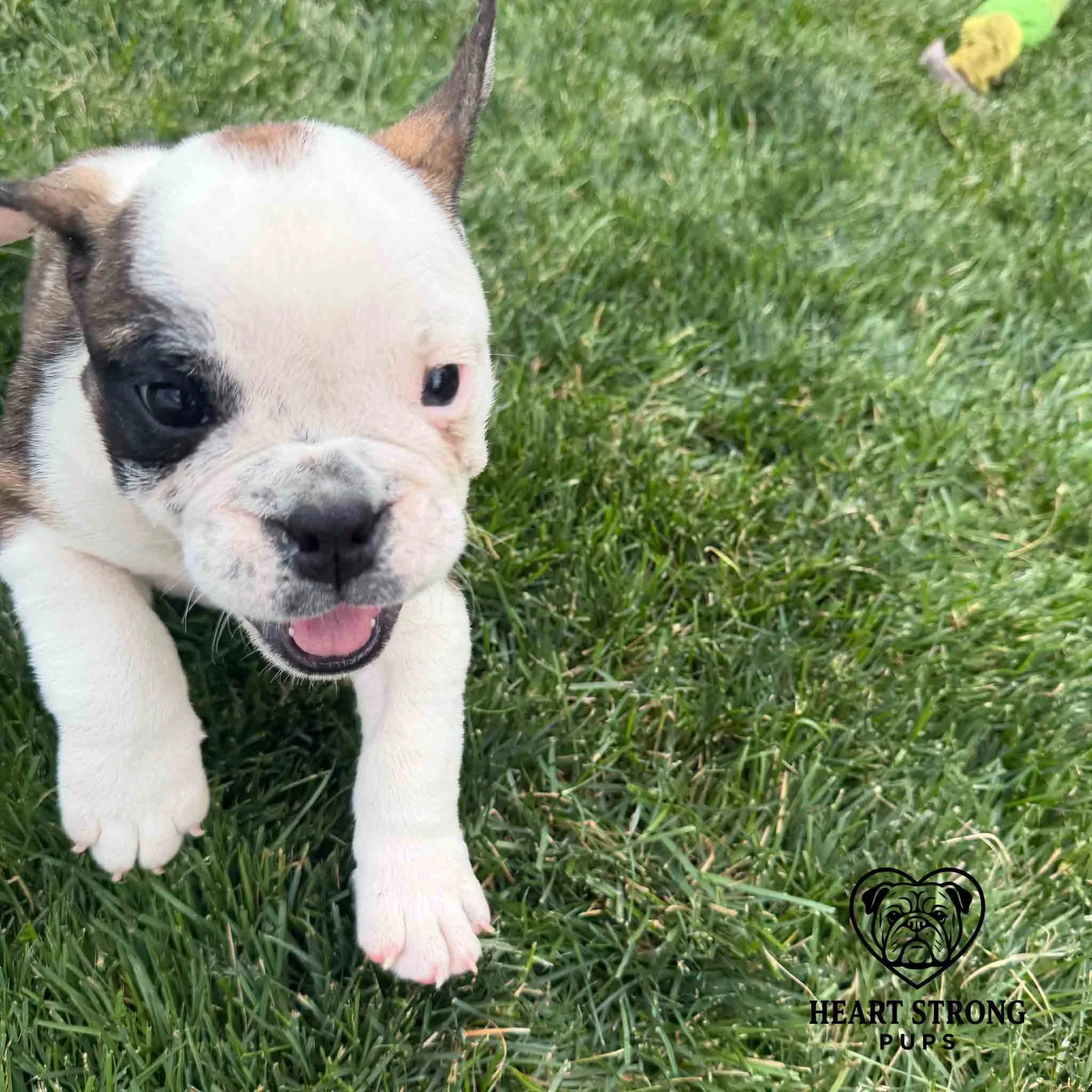 English Bulldog running in the grass