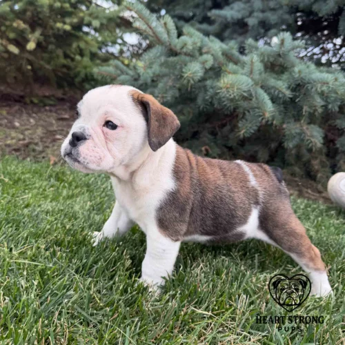 English Bulldog pup posing in the grass in front of tree