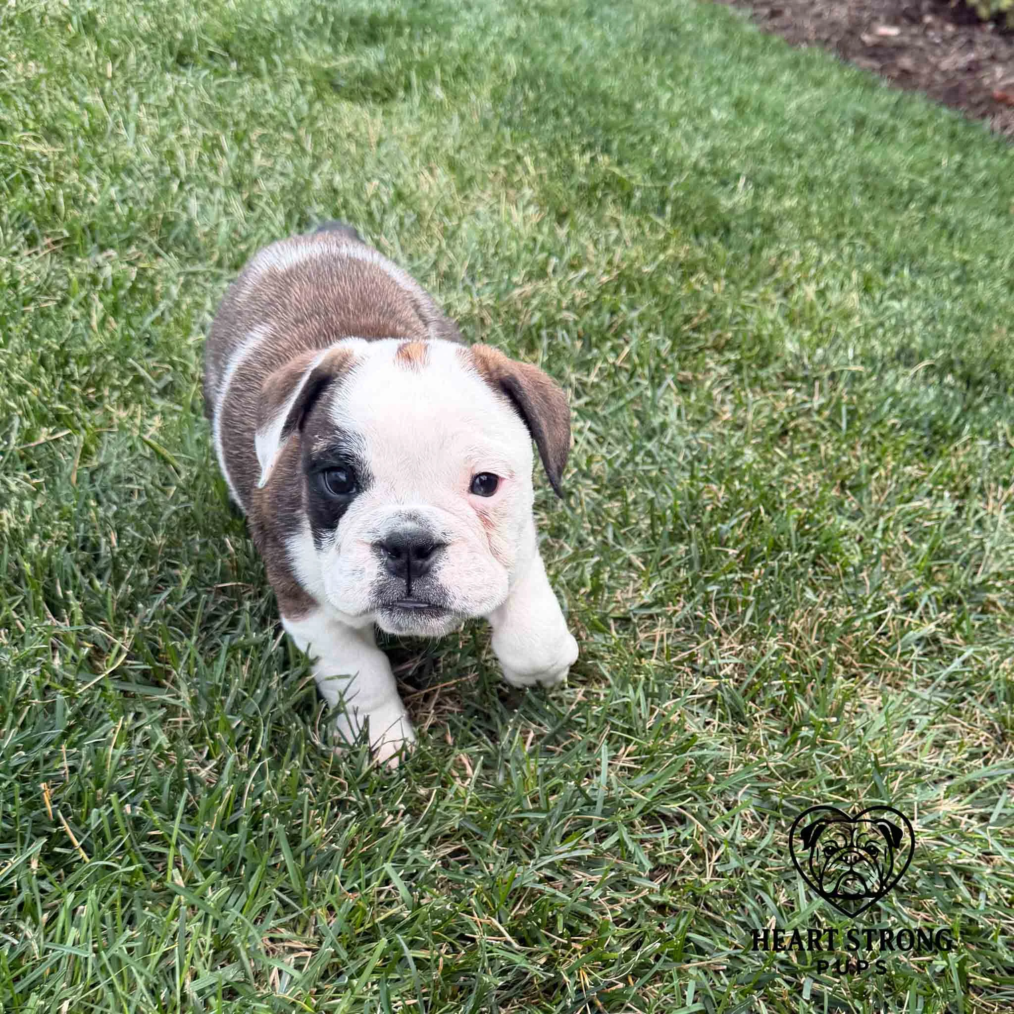 Small English Bulldog puppy running through grass