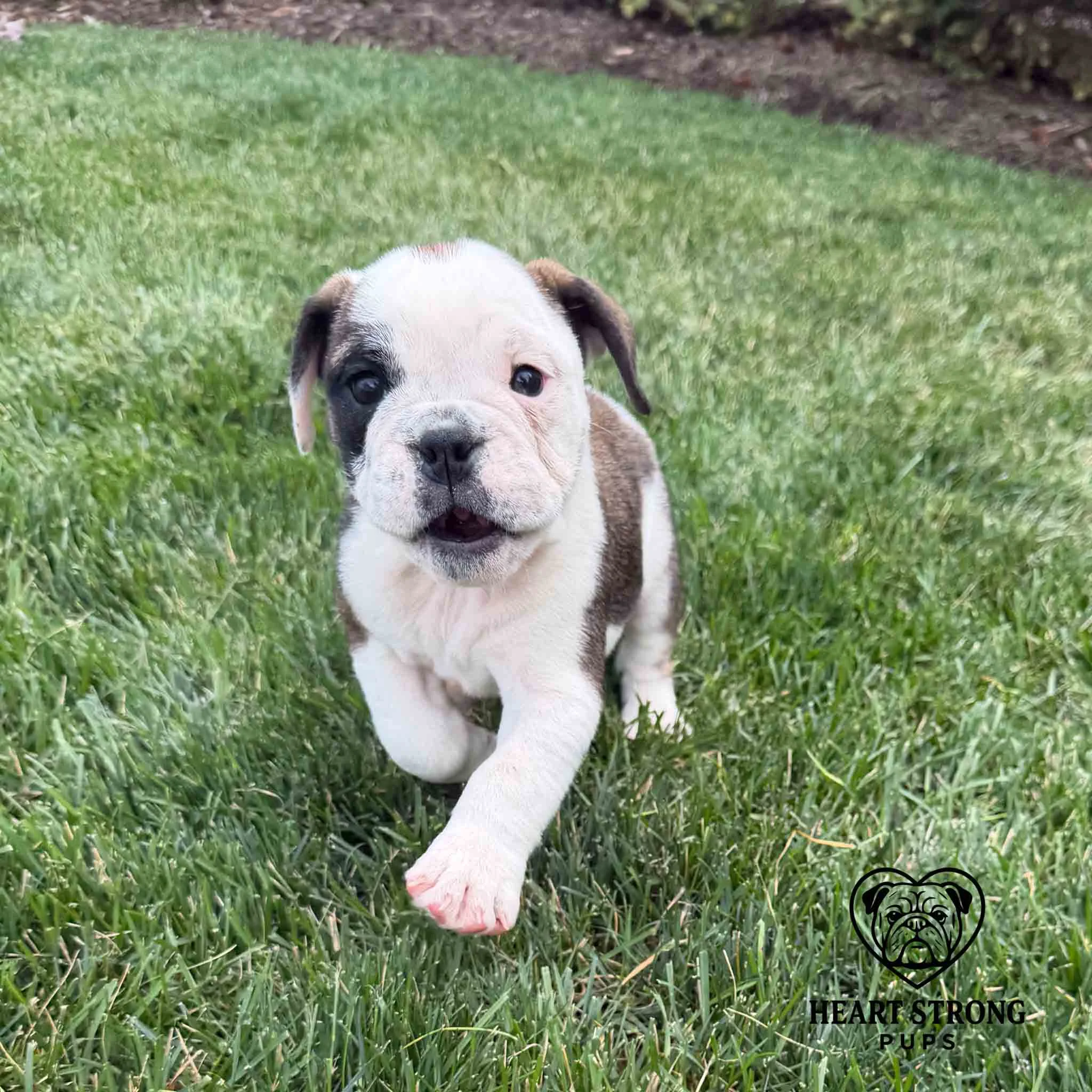 English Bulldog Puppy with lots of white running through grass