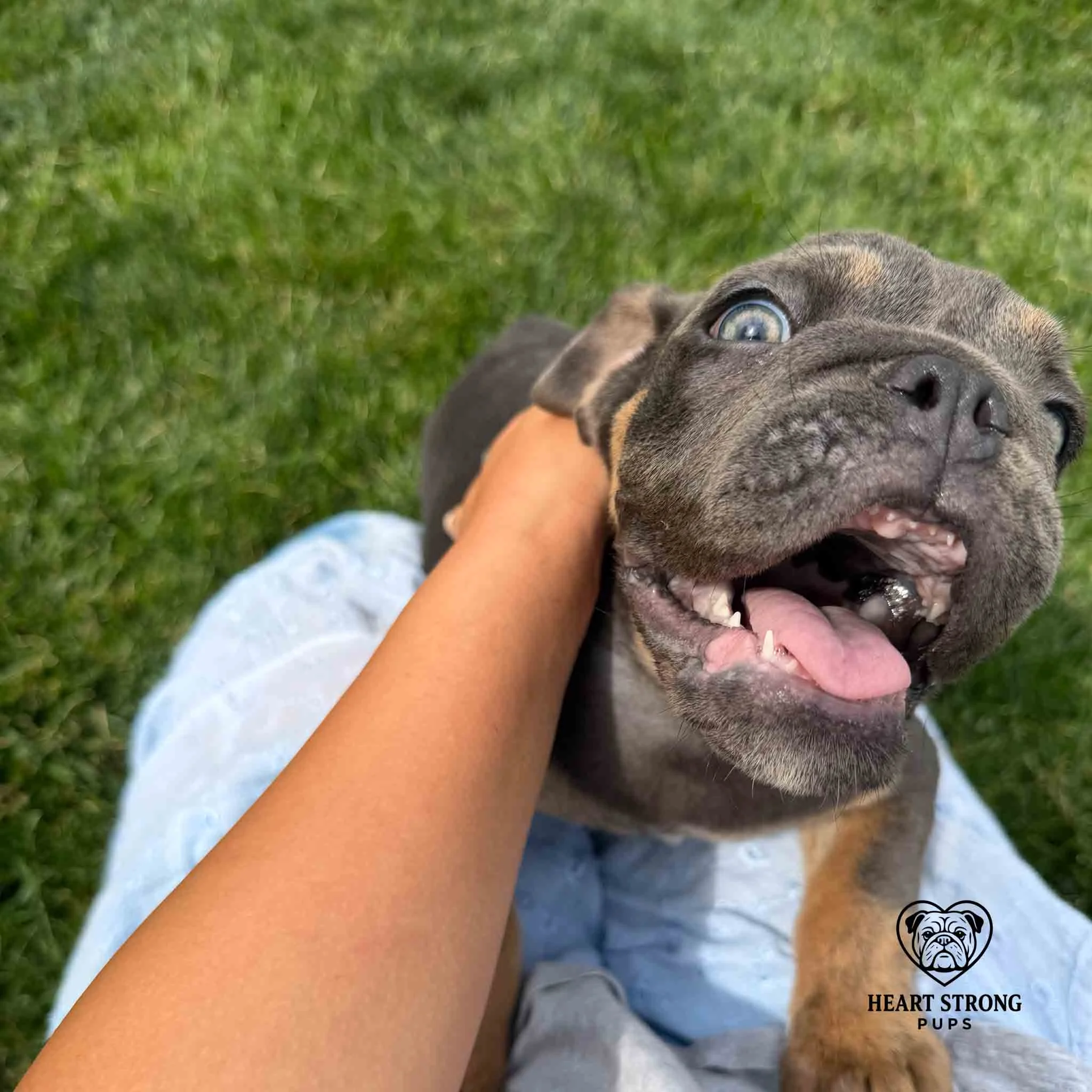 Millie the English Bull Dog approves all head scratches.