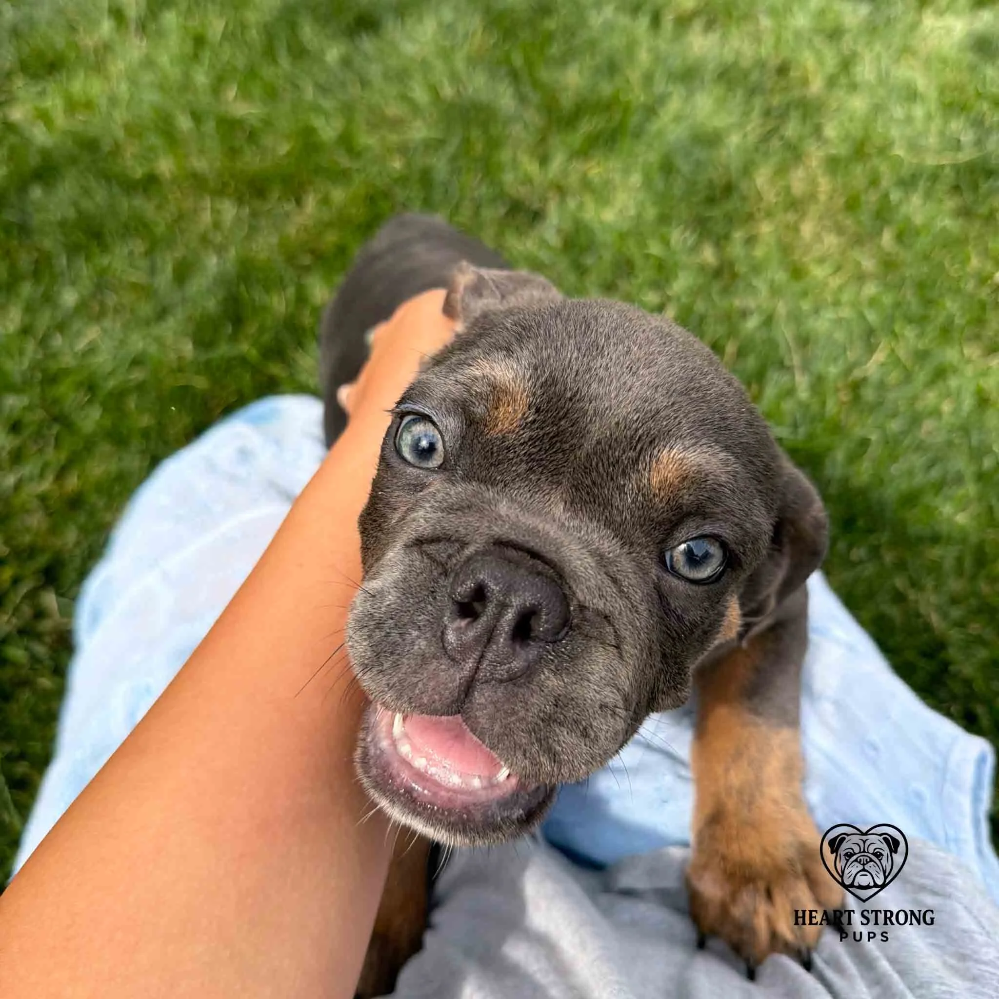 English Bulldog Millie, blue and tan color with beautiful eyes that look into your soul