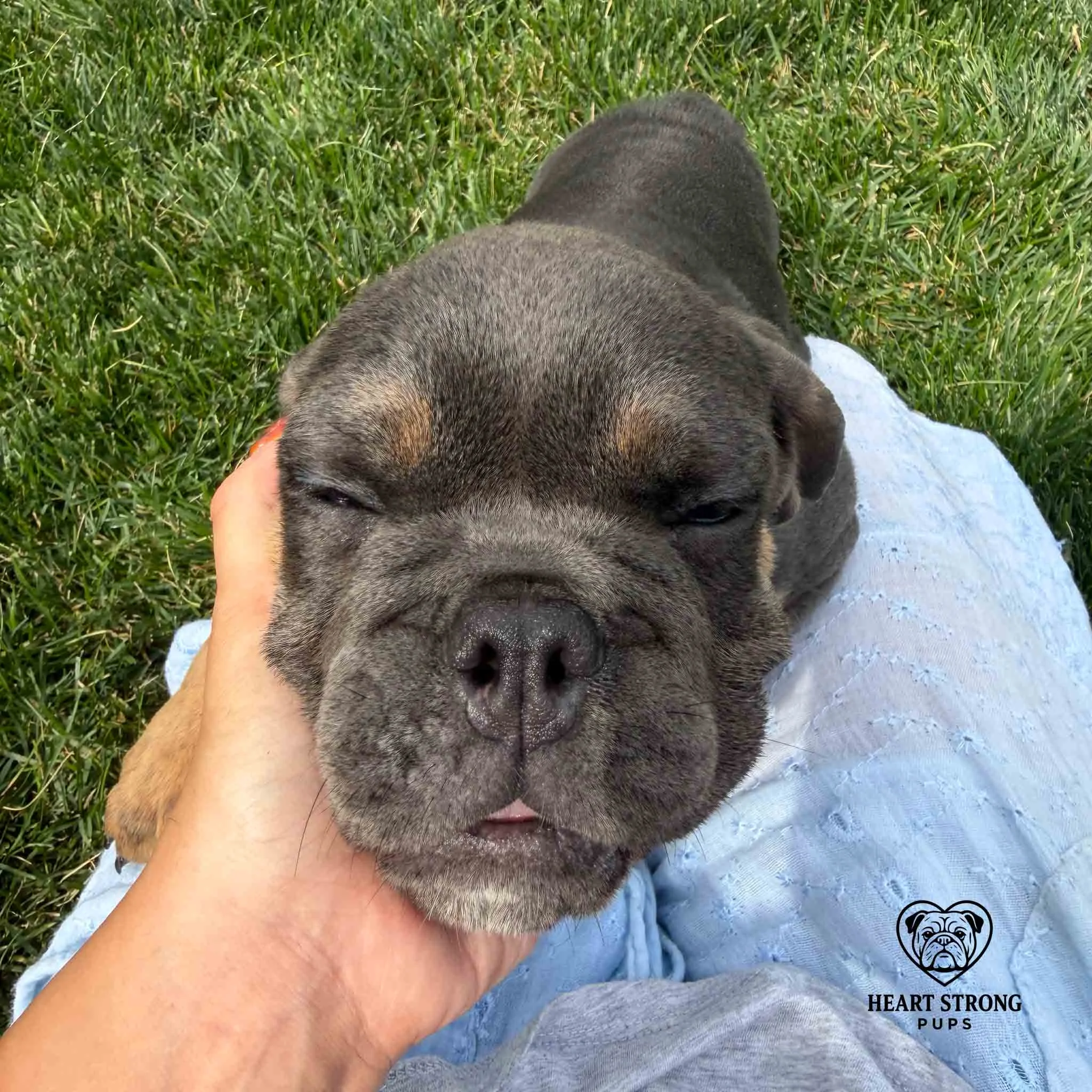 Bulldog Millies eyes relaxed from all the love. Ready for all the snuggles