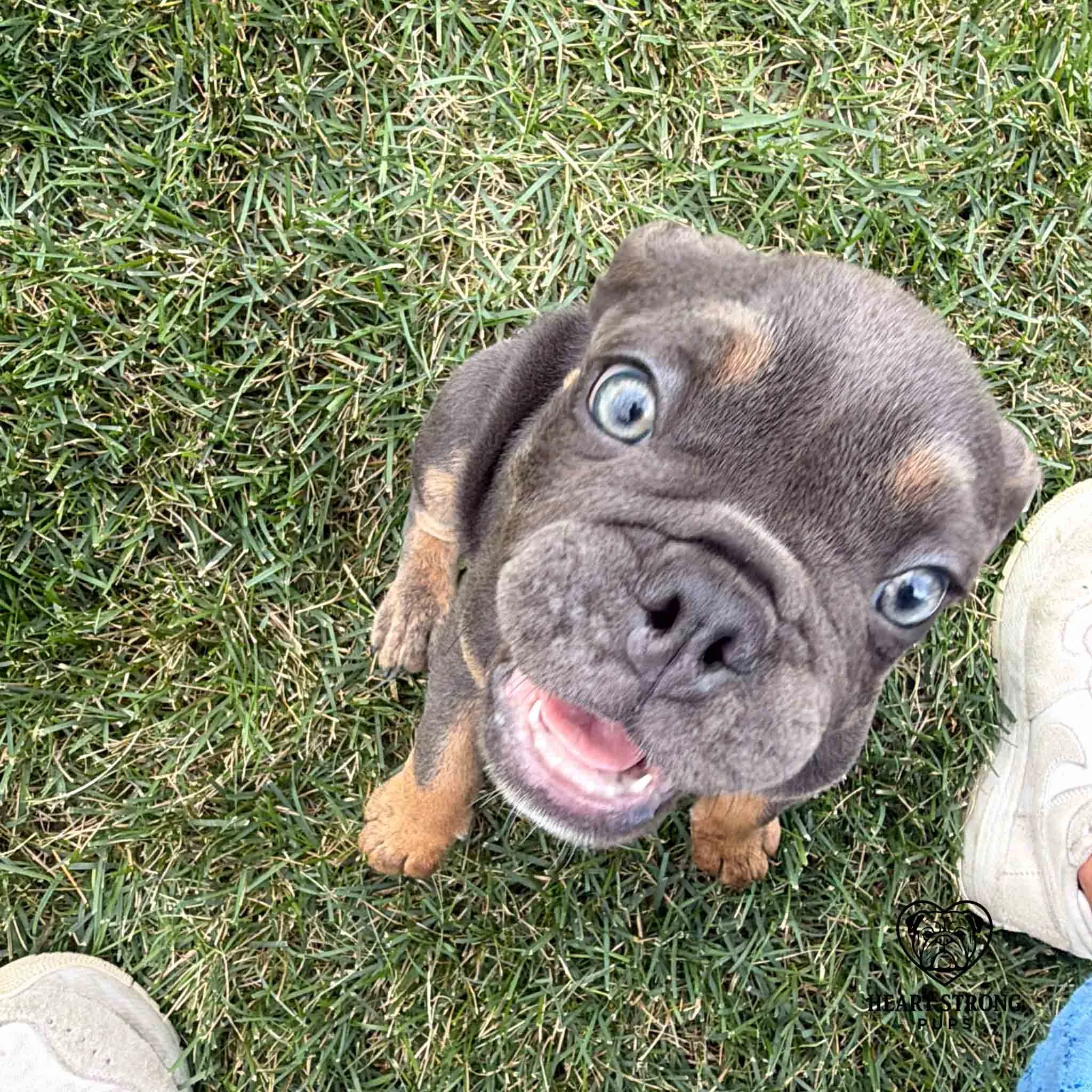 Bright eyed Millie the English Bulldog, blue and tan. giving a puppy smile