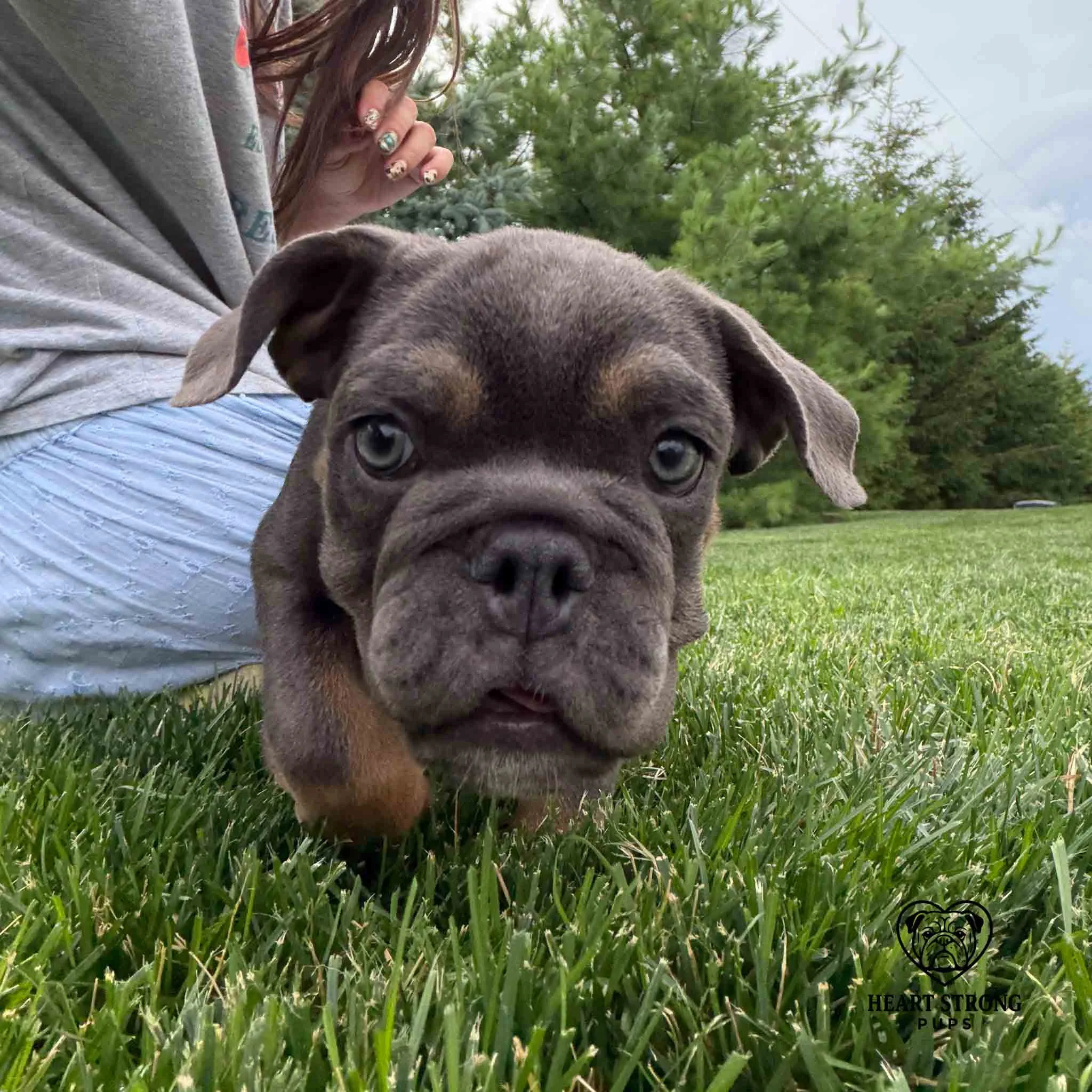 Millie the English Bulldog puppy taking a stroll through the soft green grass.
