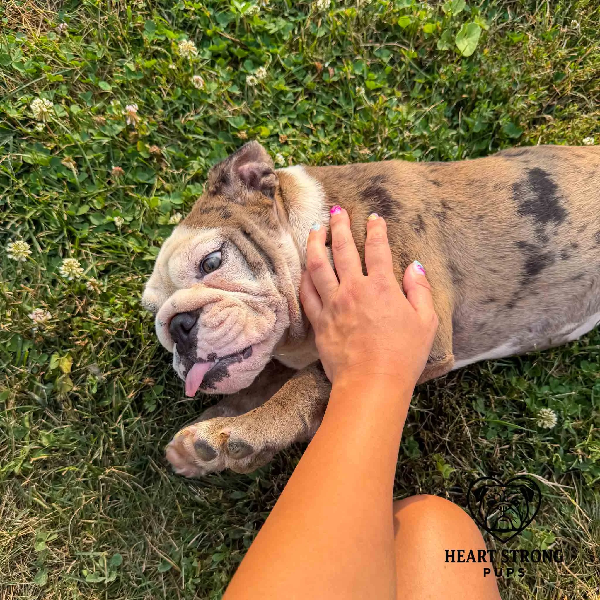 English Bulldog blue merle color with white face laying on ground with its tongue sticking out.