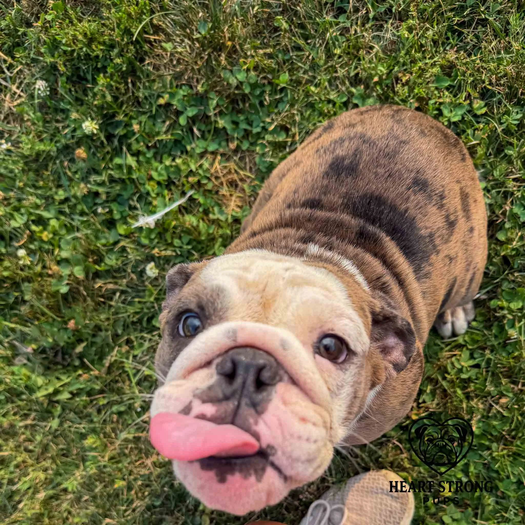 Dolly the English Bulldog pup sitting and giving the puppy eyes.
