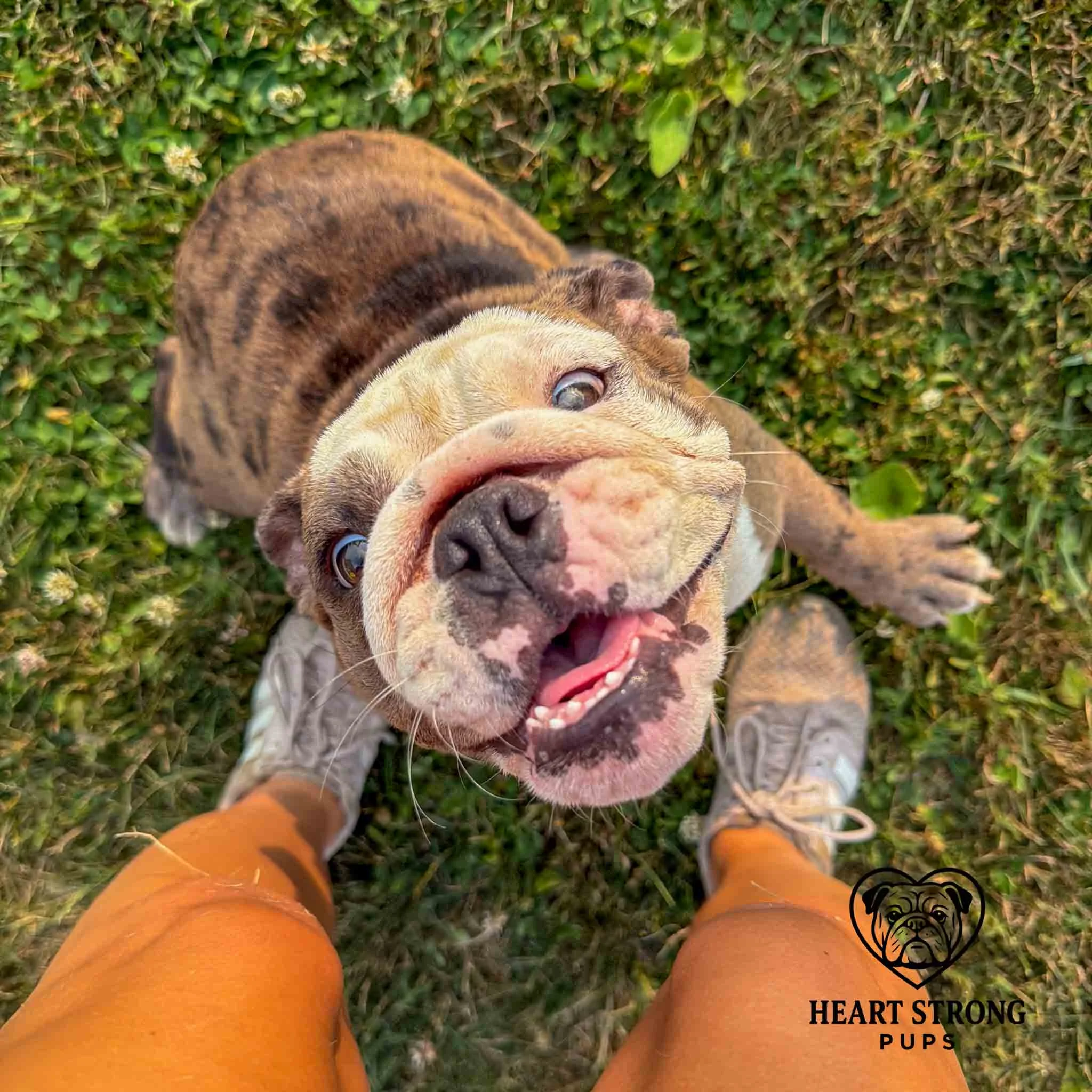 smiling English Bulldog pup sitting on ground by feet and ready for all the love