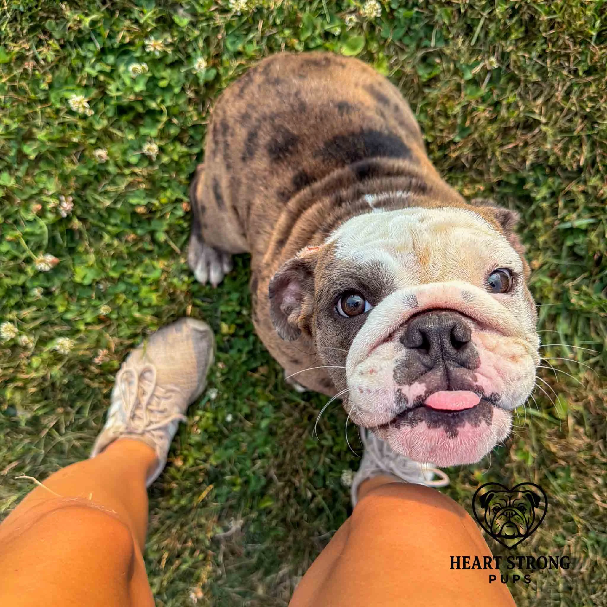 English Bulldog pup sitting on grass begging for a playmate
