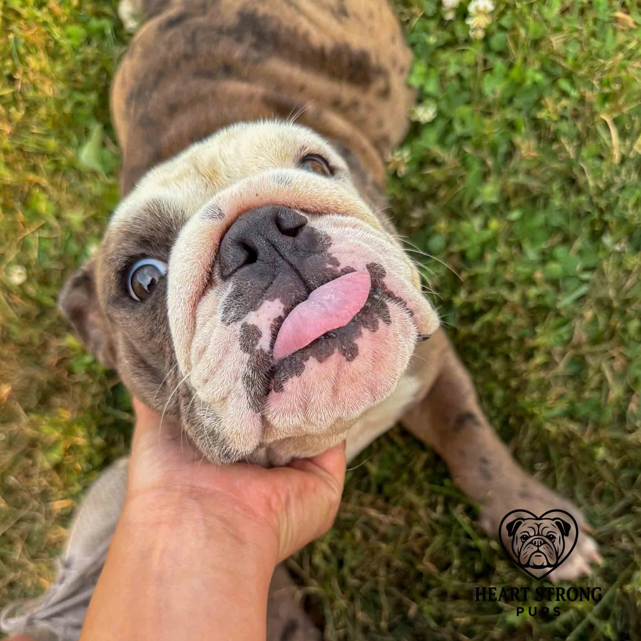 English Bulldog puppy getting head scratches while laying on the grass