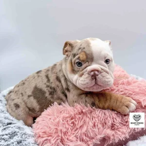 White and brown English Bulldog sitting on a fluffy pink pillow