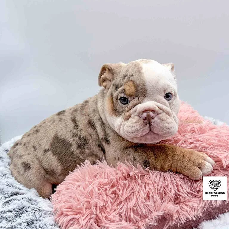 White and brown English Bulldog sitting on a fluffy pink pillow