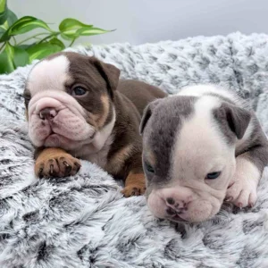 Two puppies in a dog bed, whose owner is wondering what to feed an english Bulldog