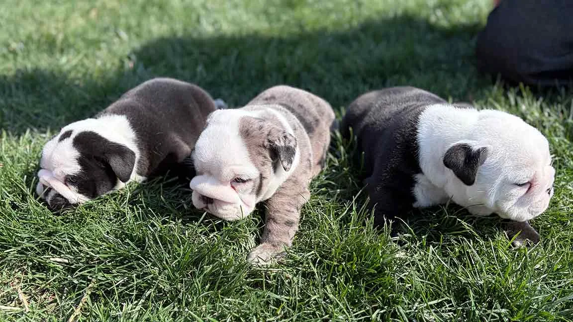 Three english bulldogs playing in the grass next to each other