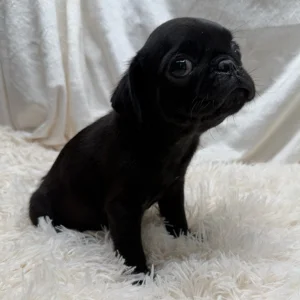 Black Pug puppy sitting on a fluffy white carpet