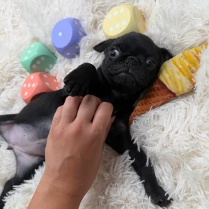 Pug puppy whose owner is playing with it in the bed, wondering "do Pugs shed?"