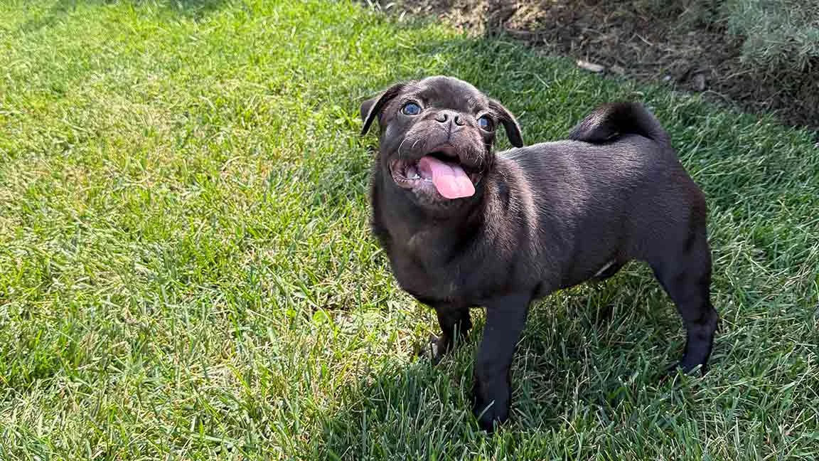Black Pug puppy with minimal Pug shedding, standing outside in the grass