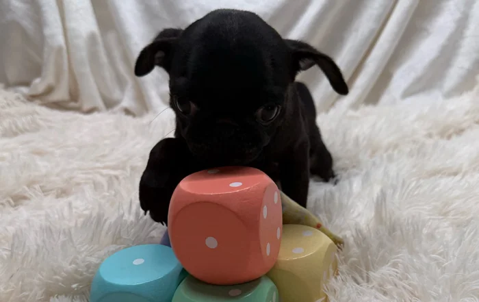 Pug puppy playing with colorful big die